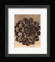 Sepia Botany Study II Giclee