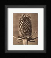 Sepia Botany Study III Framed Print