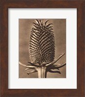 Sepia Botany Study III Giclee