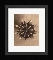 Sepia Botany Study IV Framed Print