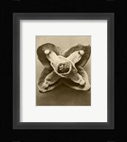 Sepia Botany Study V Giclee