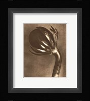 Sepia Botany Study VI Framed Print