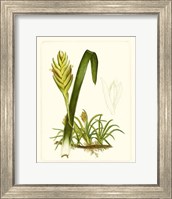 Exotic Flora IV Giclee