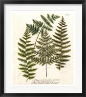 Fern Gathering I Framed Print