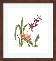 Orchid I (Le) Giclee