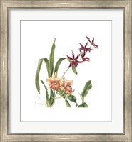 Orchid I (Le) Giclee