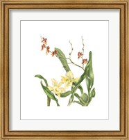 Orchid II (Le) Giclee