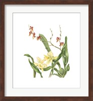 Orchid II (Le) Giclee