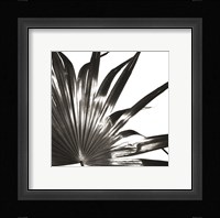 Black and White Palm I Giclee