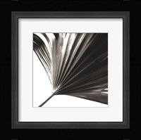 Black and White Palm II Giclee