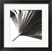 Black and White Palm II Framed Print