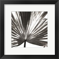 Black and White Palm III Framed Print