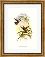 Hummingbird I Giclee