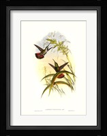 Hummingbird I Framed Print