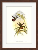 Hummingbird I Giclee