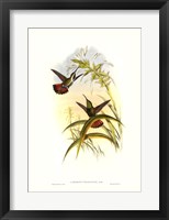 Hummingbird I Framed Print
