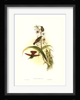 Hummingbird II Framed Print