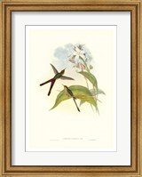 Hummingbird III Giclee