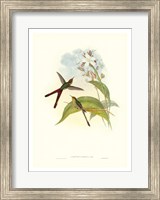 Hummingbird III Giclee