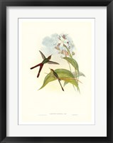 Hummingbird III Giclee
