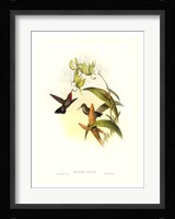 Hummingbird IV Framed Print