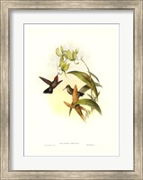 Hummingbird IV Giclee