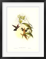 Hummingbird IV Giclee