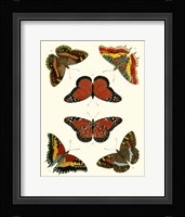 Butterflies I Framed Print