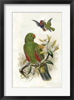 Parrots I Giclee