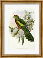 Parrots II Giclee