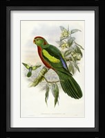Parrots II Giclee