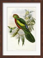 Parrots II Giclee