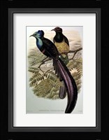 Bird of Paradise I Giclee