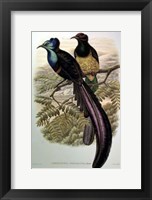Bird of Paradise I Giclee