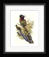 Bird of Paradise II Giclee