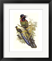 Bird of Paradise II Giclee
