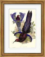 Bird of Paradise III Giclee