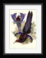 Bird of Paradise III Giclee