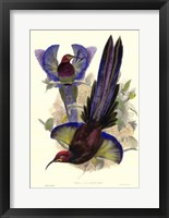 Bird of Paradise III Giclee