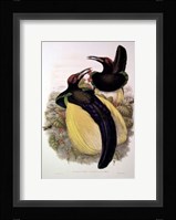 Bird of Paradise IV Giclee