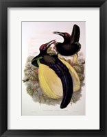 Bird of Paradise IV Giclee