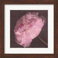 Fleur Fine Art Print