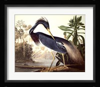 Louisiana Heron Fine Art Print