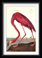 Pink Flamingo Fine Art Print