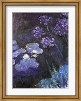 Waterlillies and Agapanthus Fine Art Print