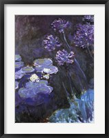 Waterlillies and Agapanthus Fine Art Print