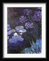 Waterlillies and Agapanthus Fine Art Print