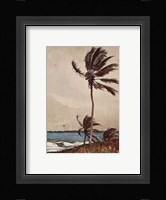 Palm Tree, Nassau Fine Art Print
