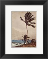 Palm Tree, Nassau Fine Art Print