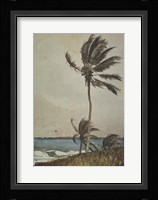 Palm Tree, Nassau Fine Art Print